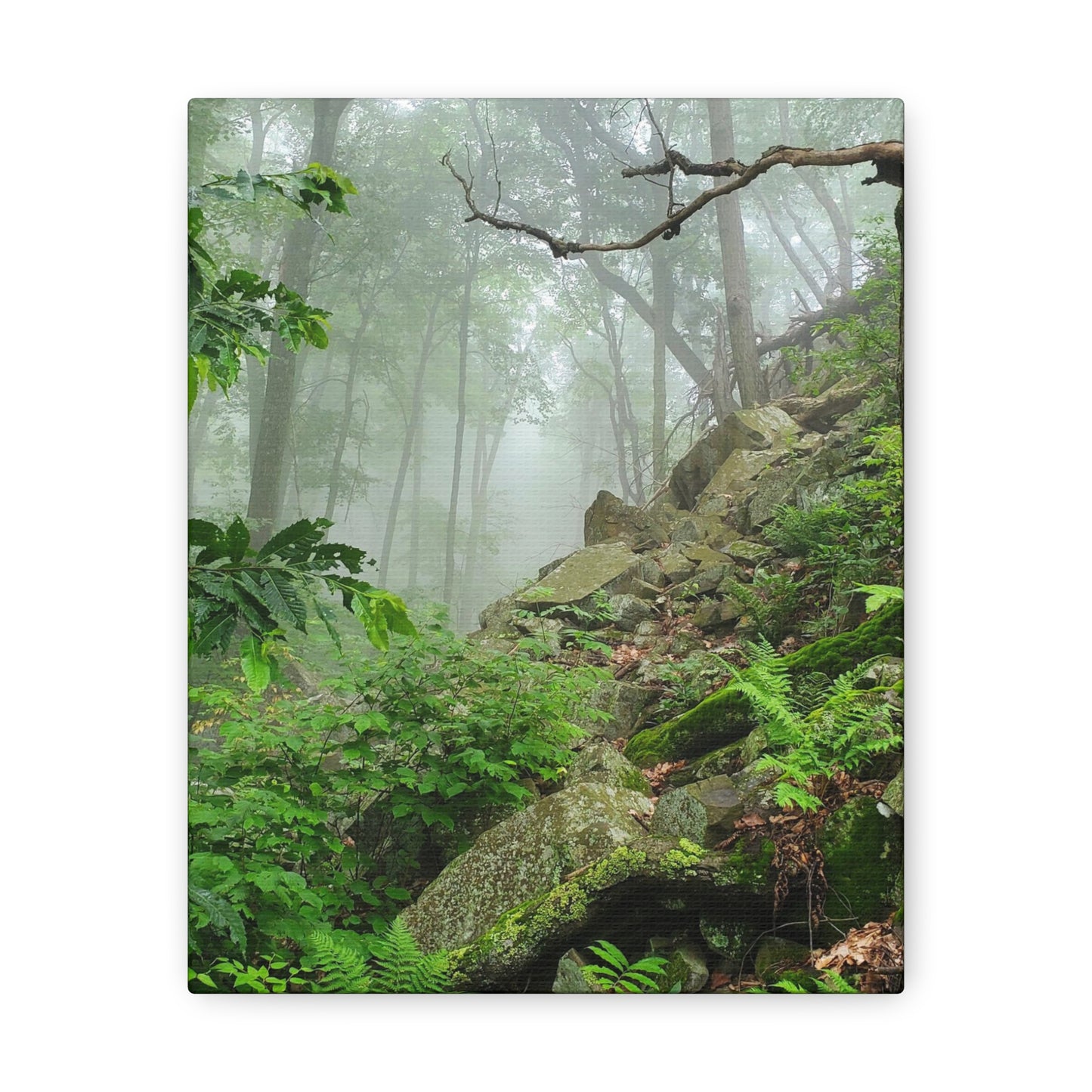 Connecticut Jungle Canvas Art Print