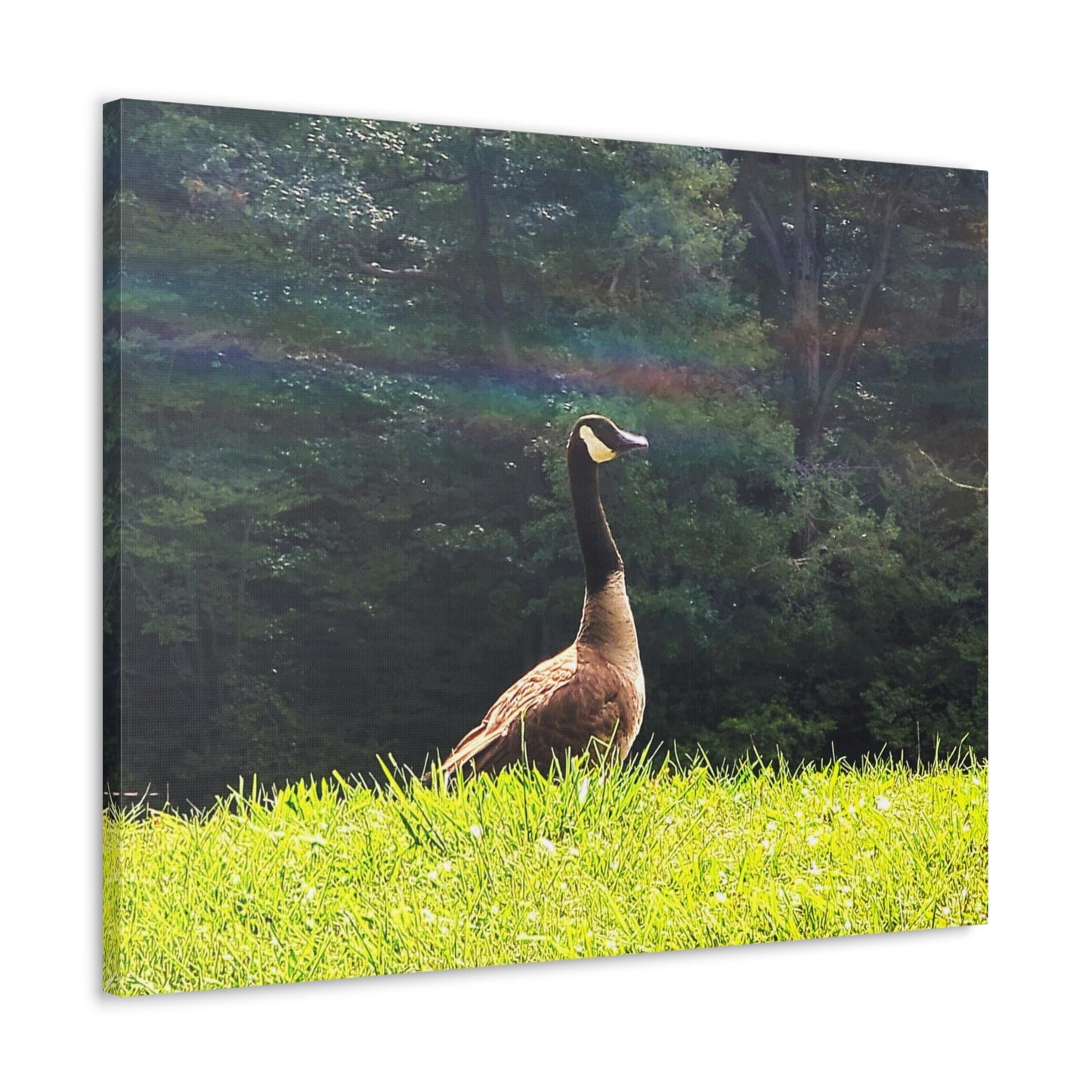 Canadian Goose Canvas Art Print