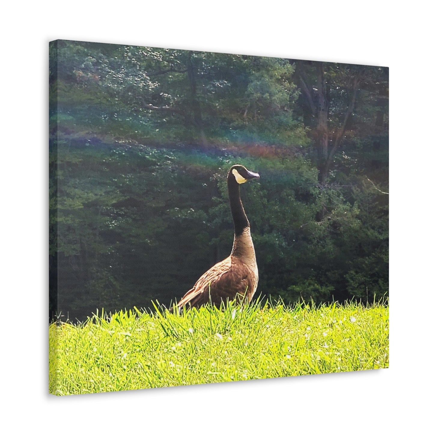 Canadian Goose Canvas Art Print