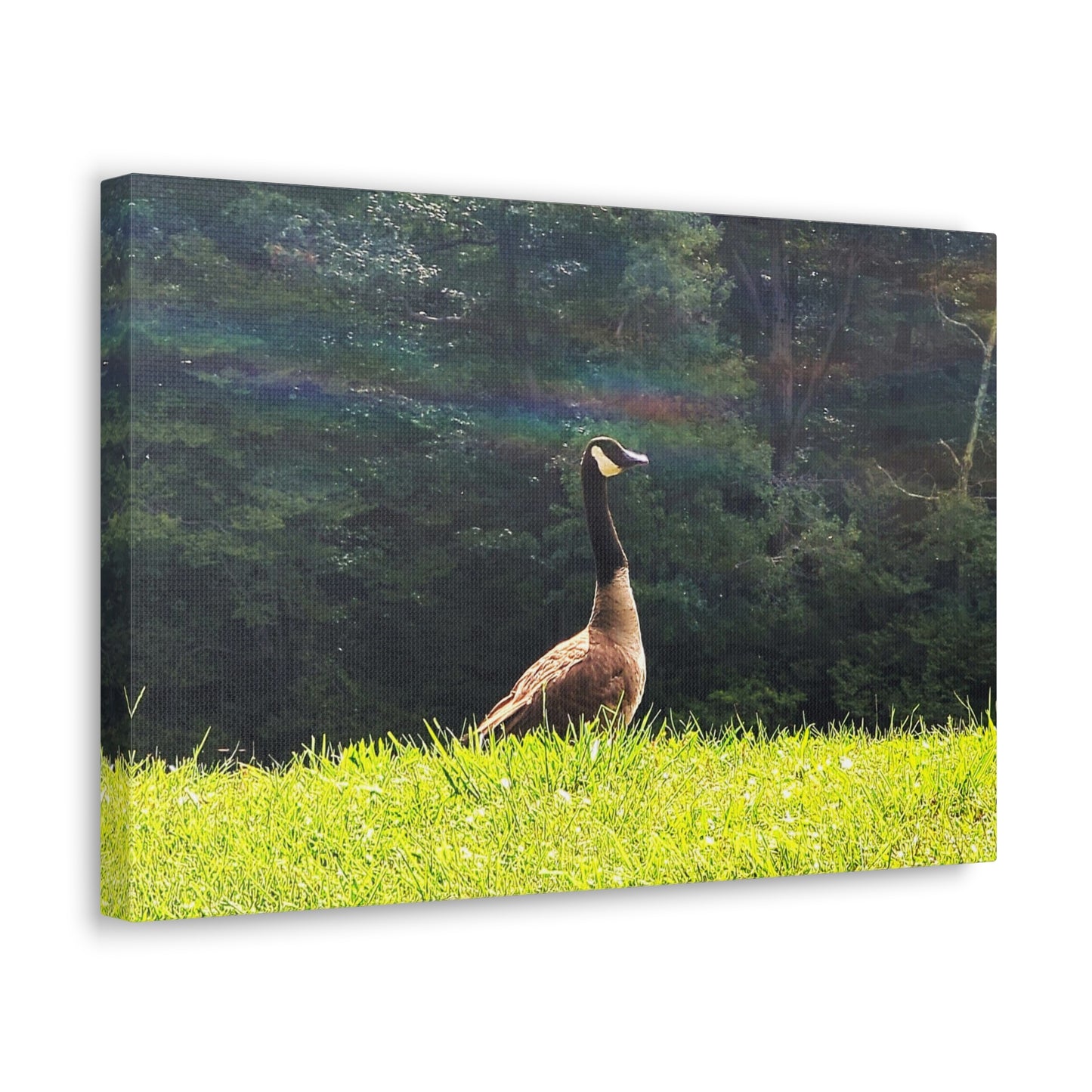 Canadian Goose Canvas Art Print