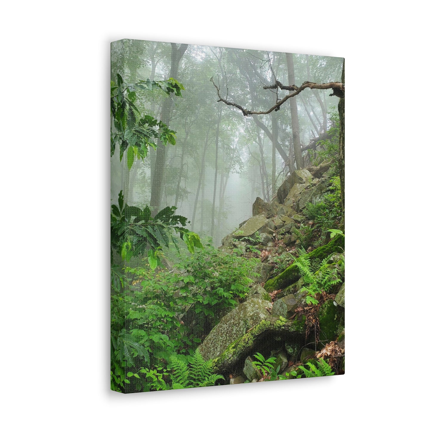 Connecticut Jungle Canvas Art Print