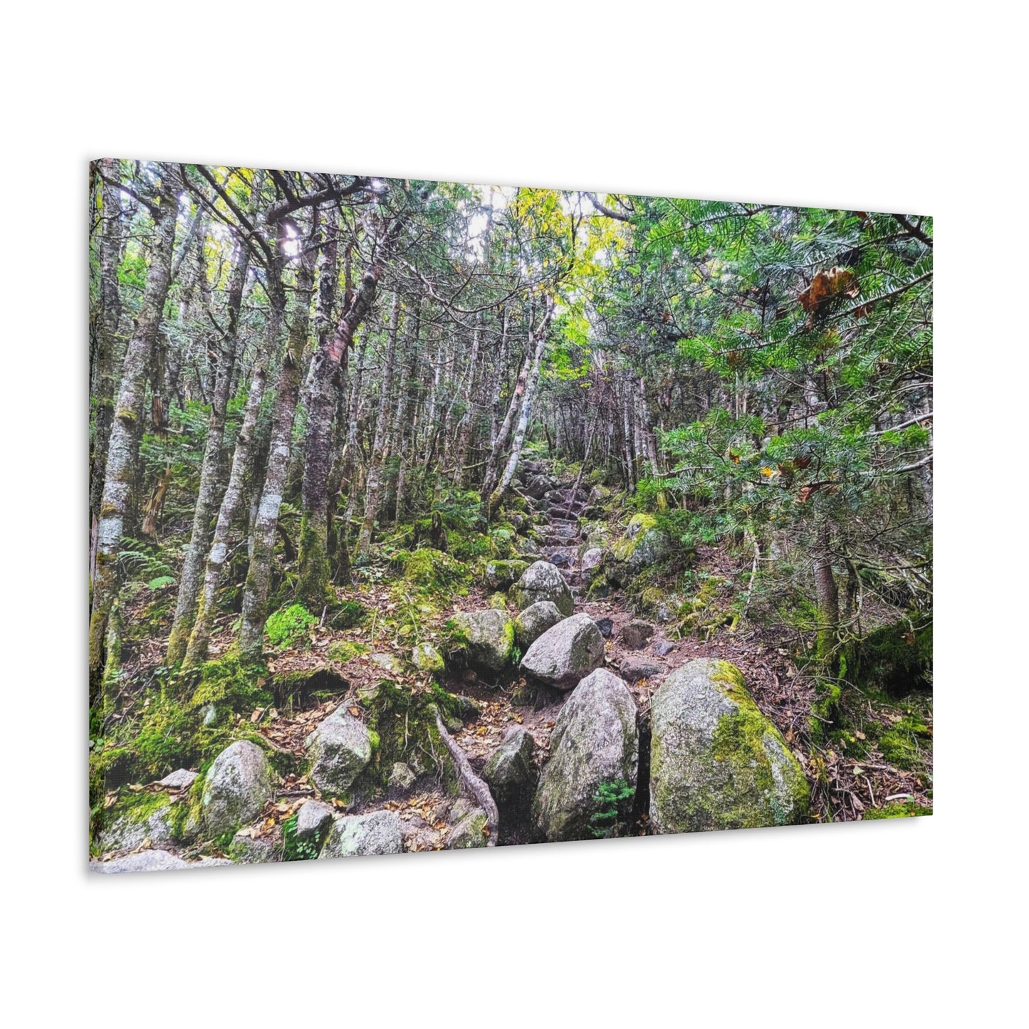 Kinsman Ridge Trail Canvas Art Print