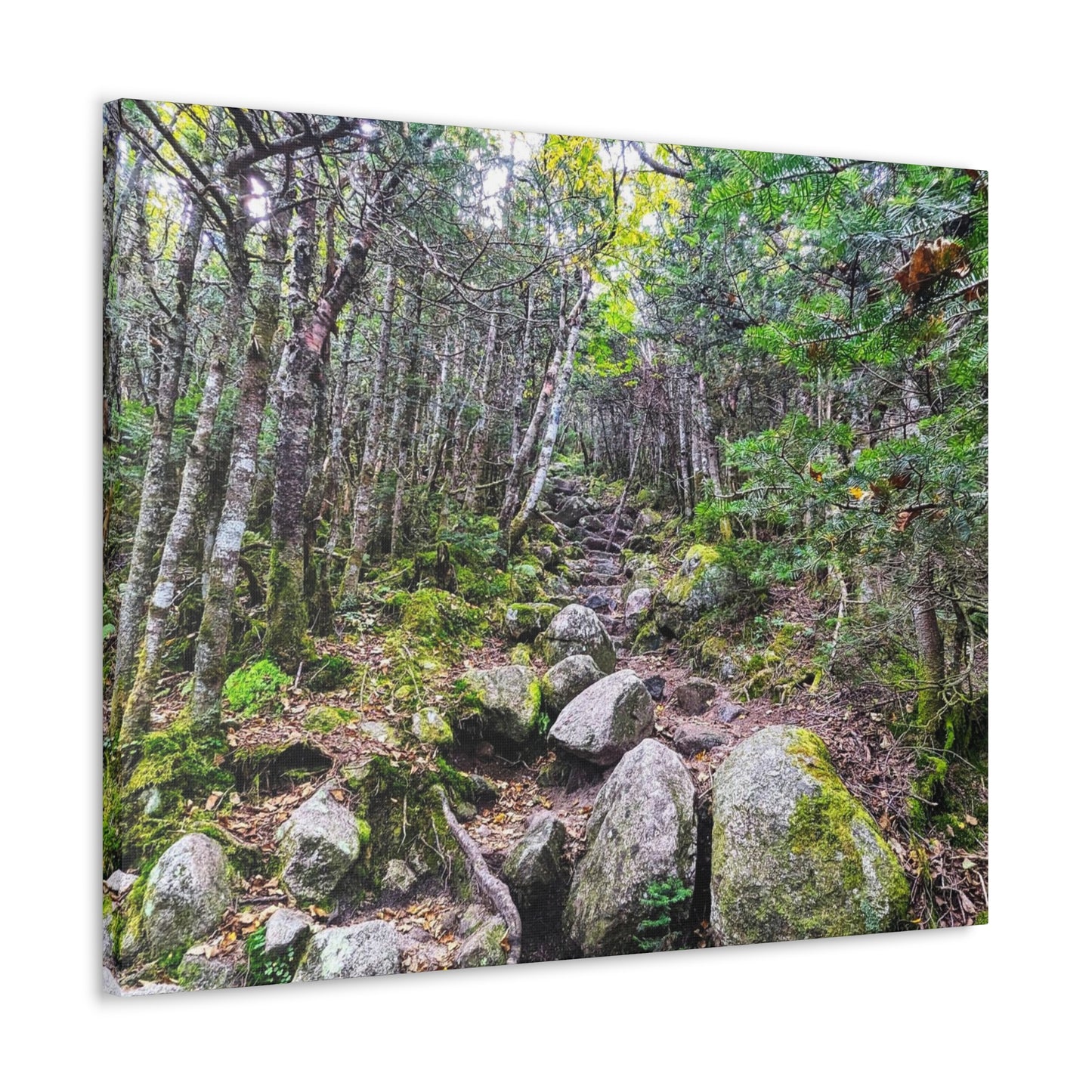 Kinsman Ridge Trail Canvas Art Print