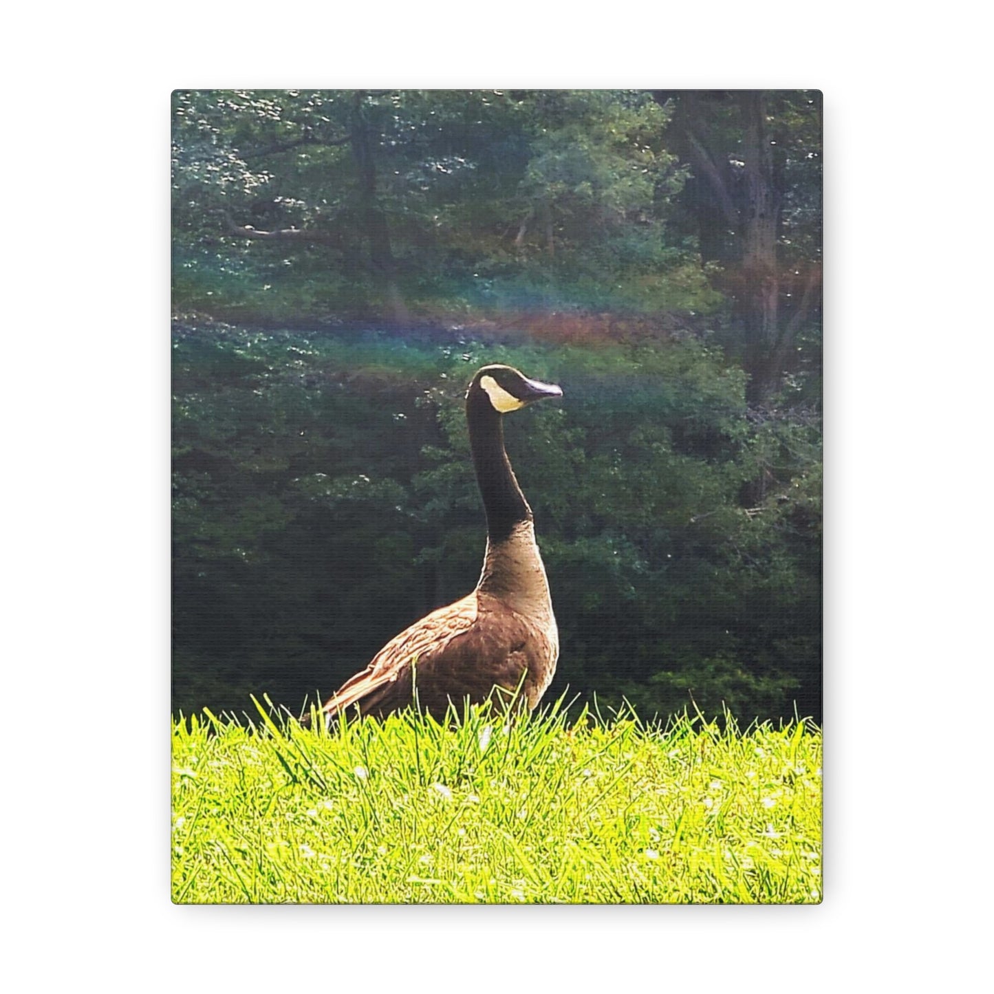 Canadian Goose Canvas Art Print