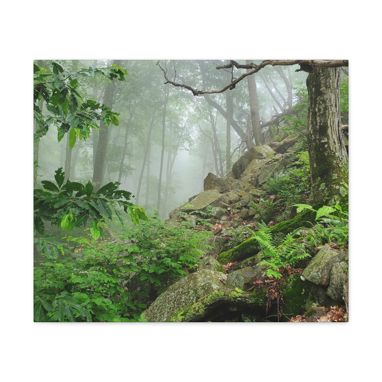 Connecticut Jungle Canvas Art Print