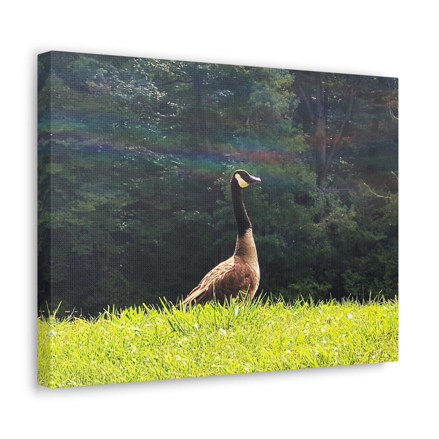 Canadian Goose Canvas Art Print