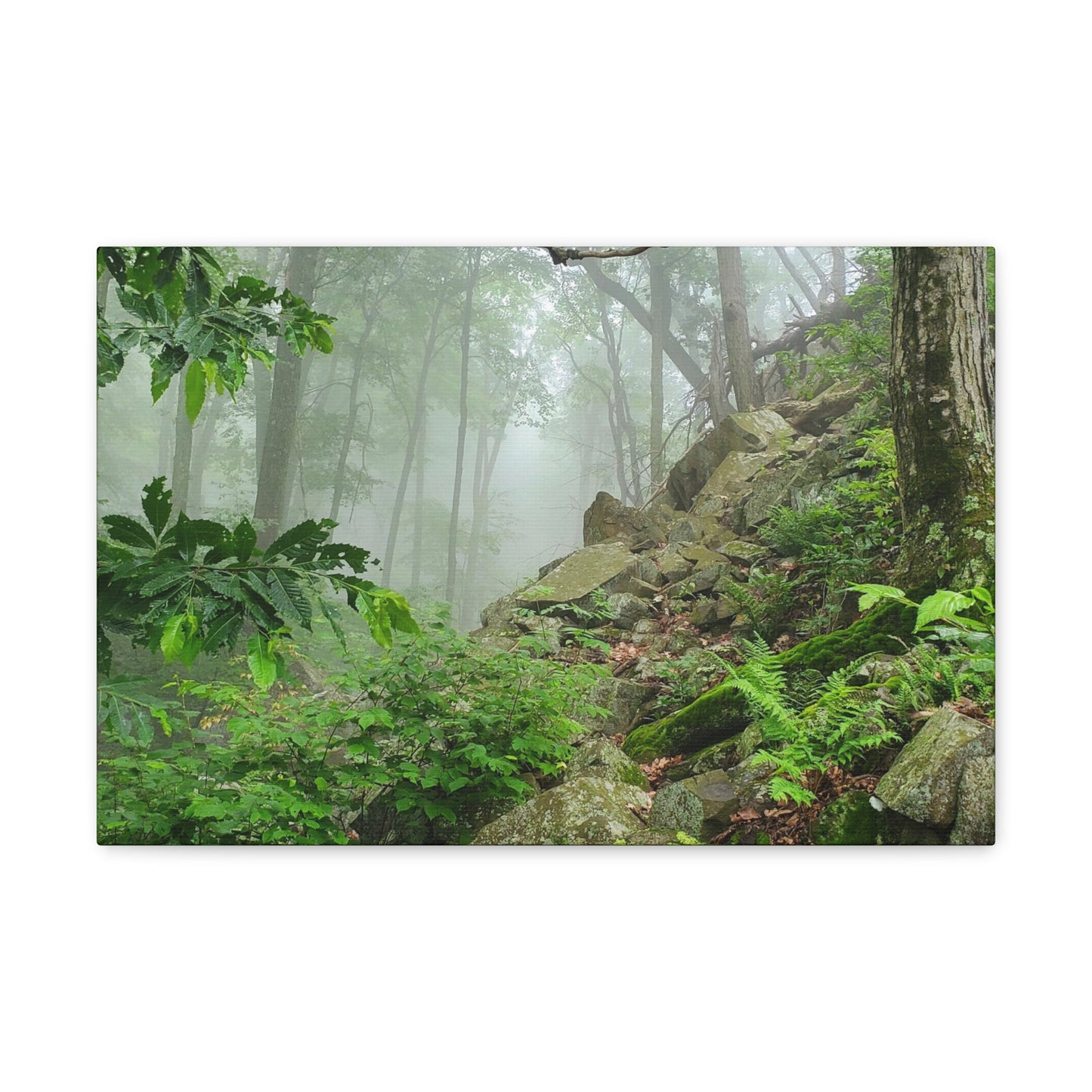 Connecticut Jungle Canvas Art Print