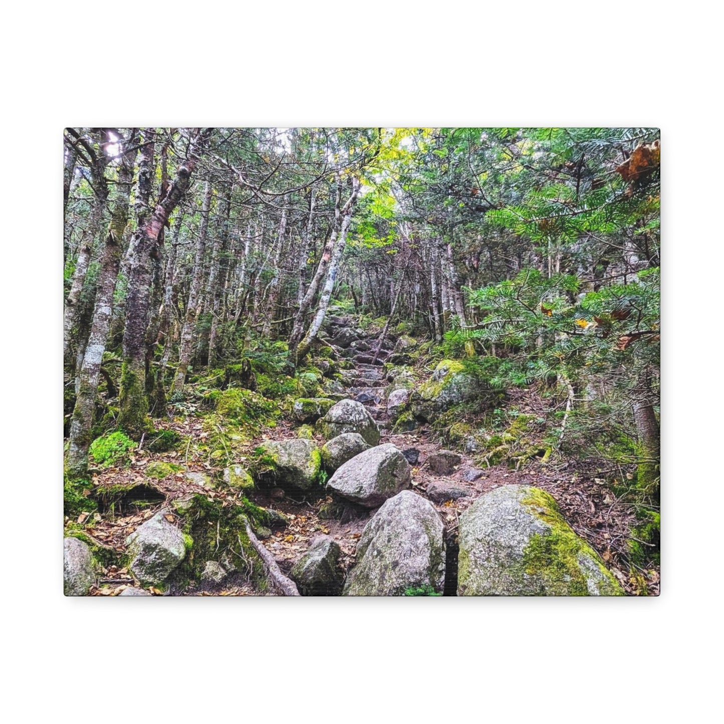 Kinsman Ridge Trail Canvas Art Print