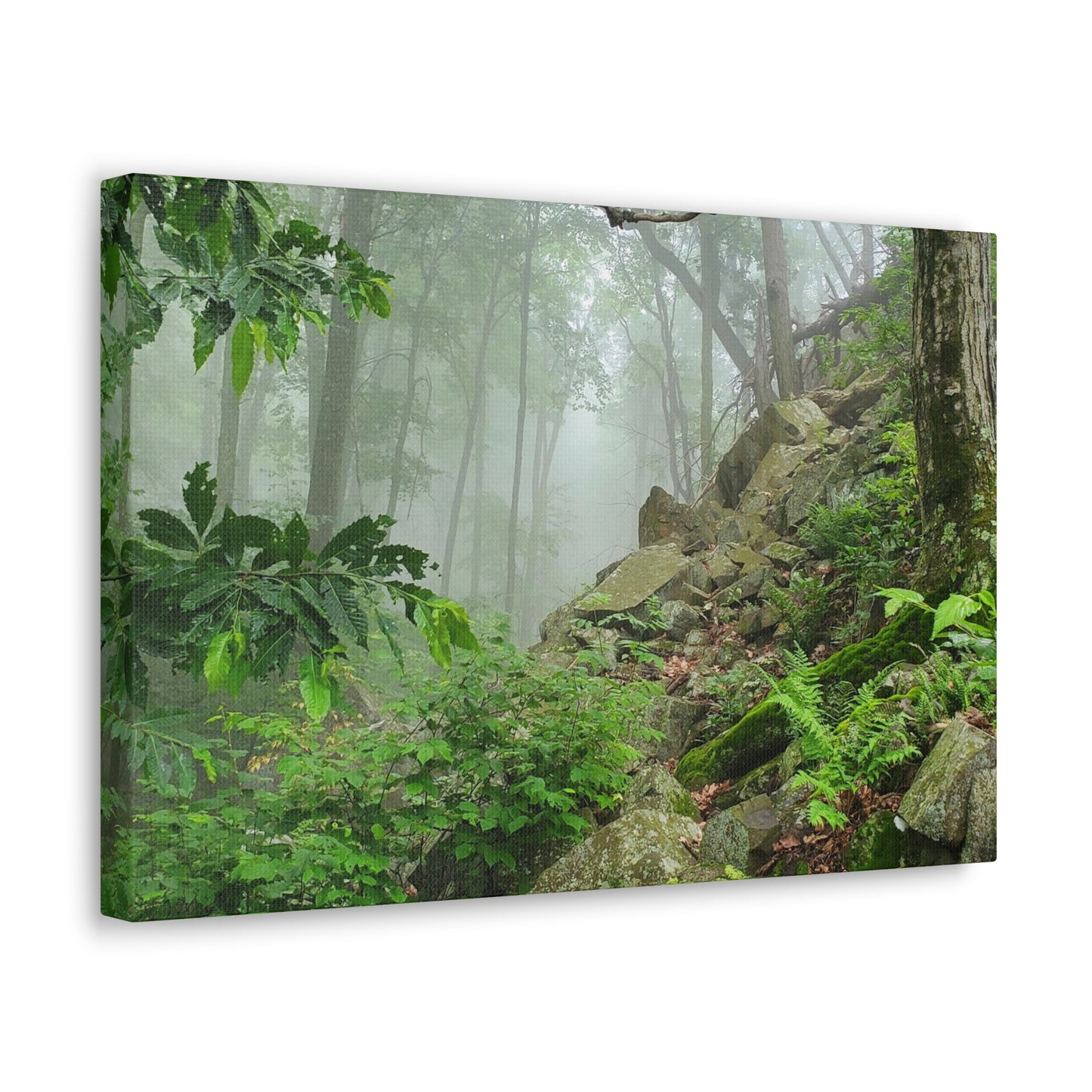 Connecticut Jungle Canvas Art Print