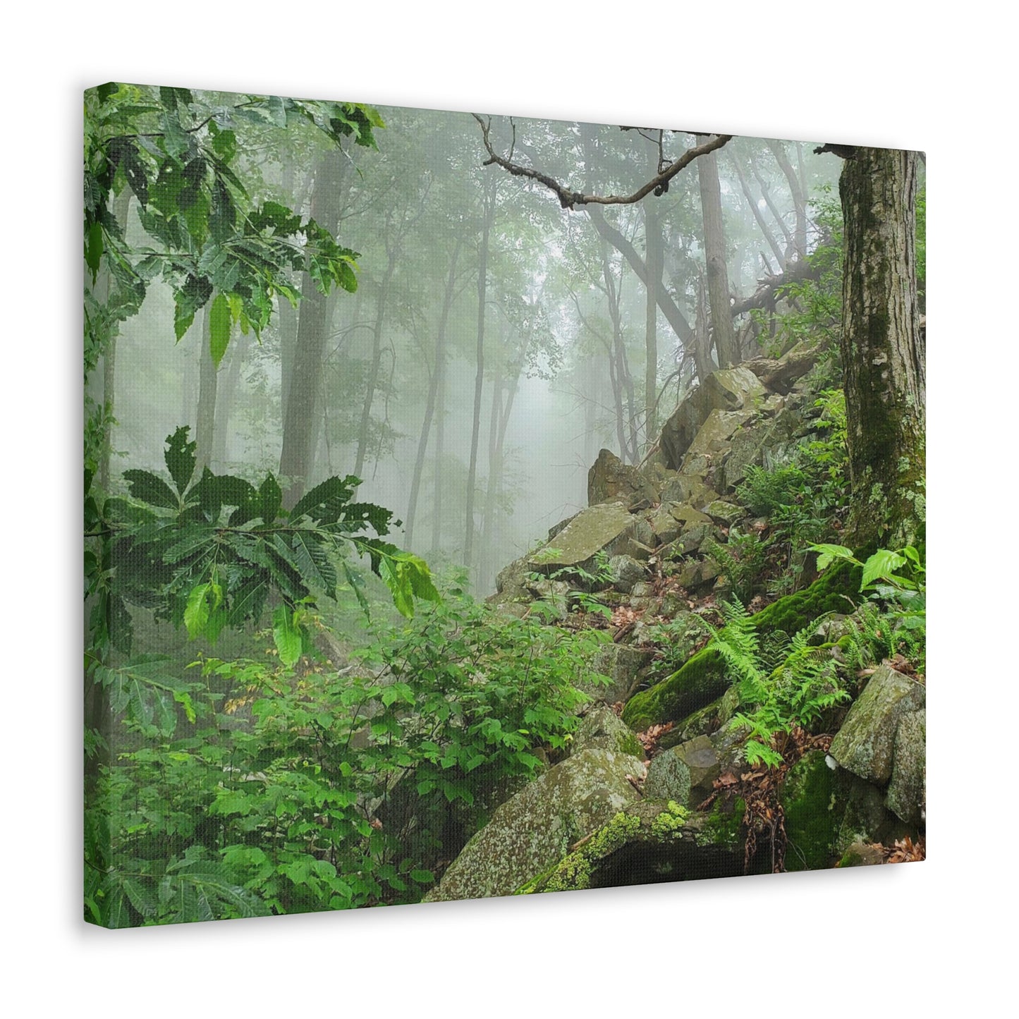 Connecticut Jungle Canvas Art Print