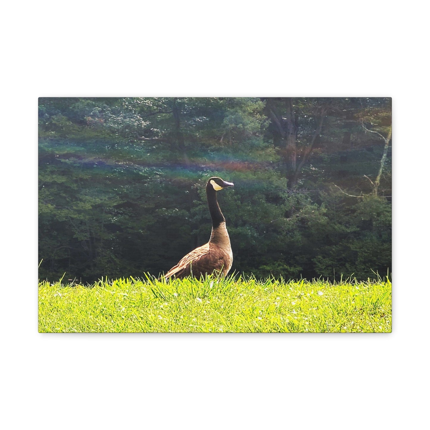 Canadian Goose Canvas Art Print