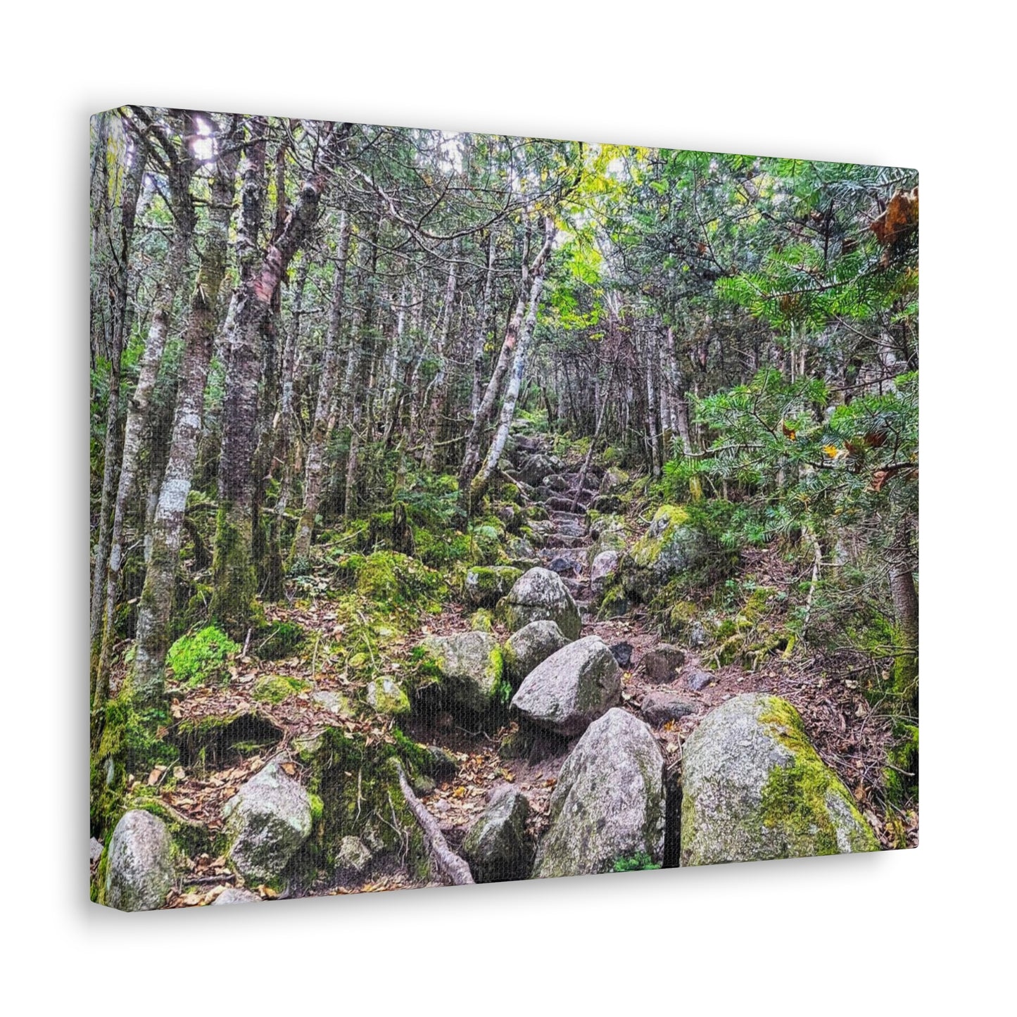 Kinsman Ridge Trail Canvas Art Print