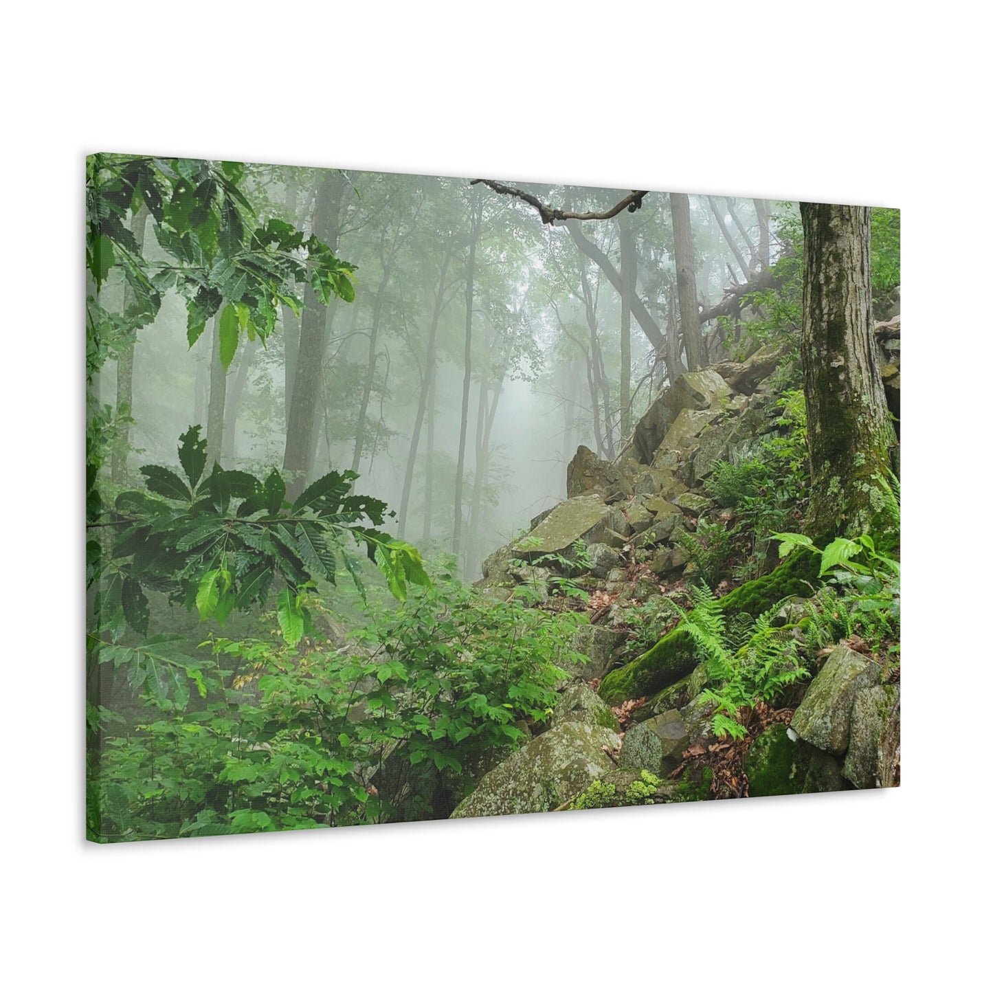 Connecticut Jungle Canvas Art Print