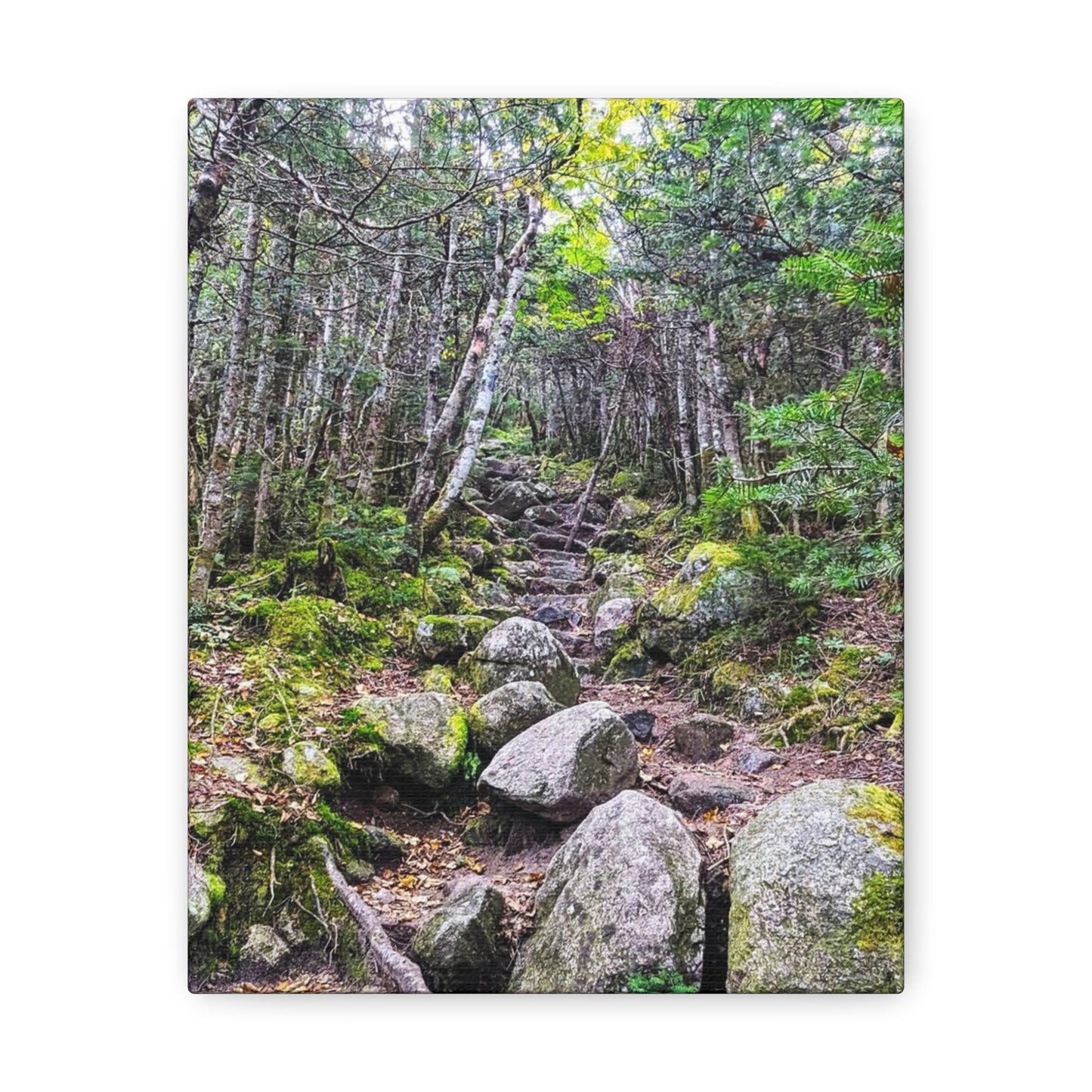 Kinsman Ridge Trail Canvas Art Print