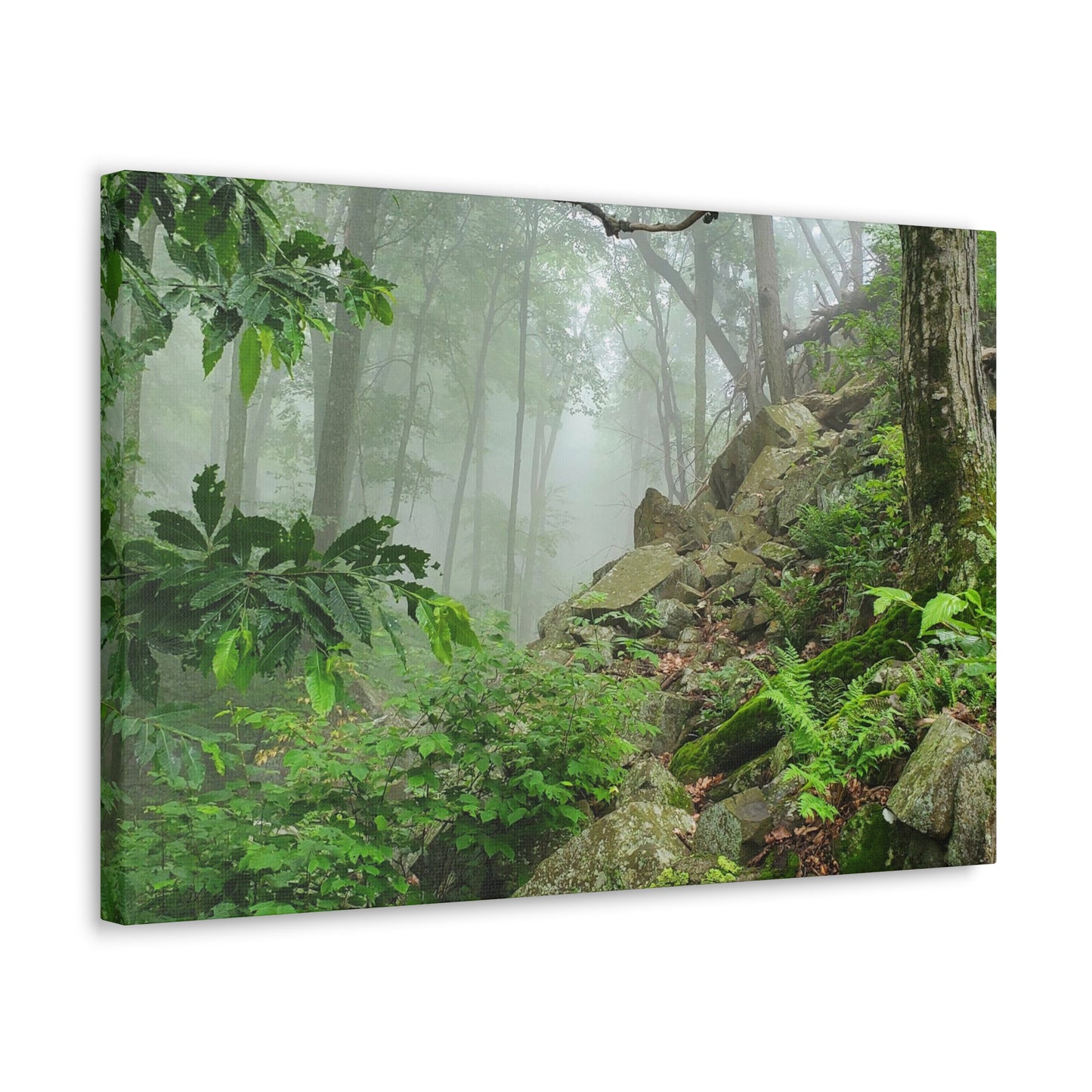 Connecticut Jungle Canvas Art Print