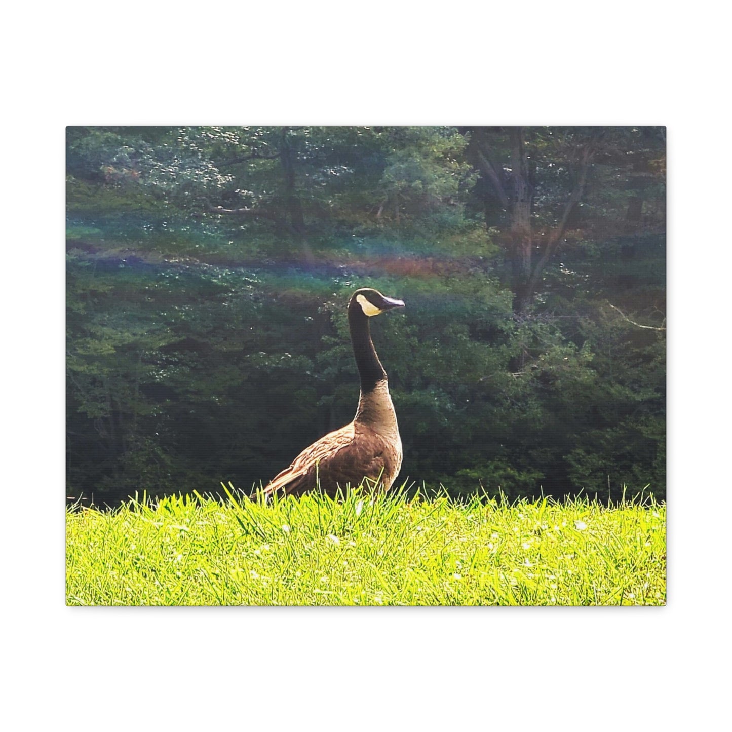 Canadian Goose Canvas Art Print