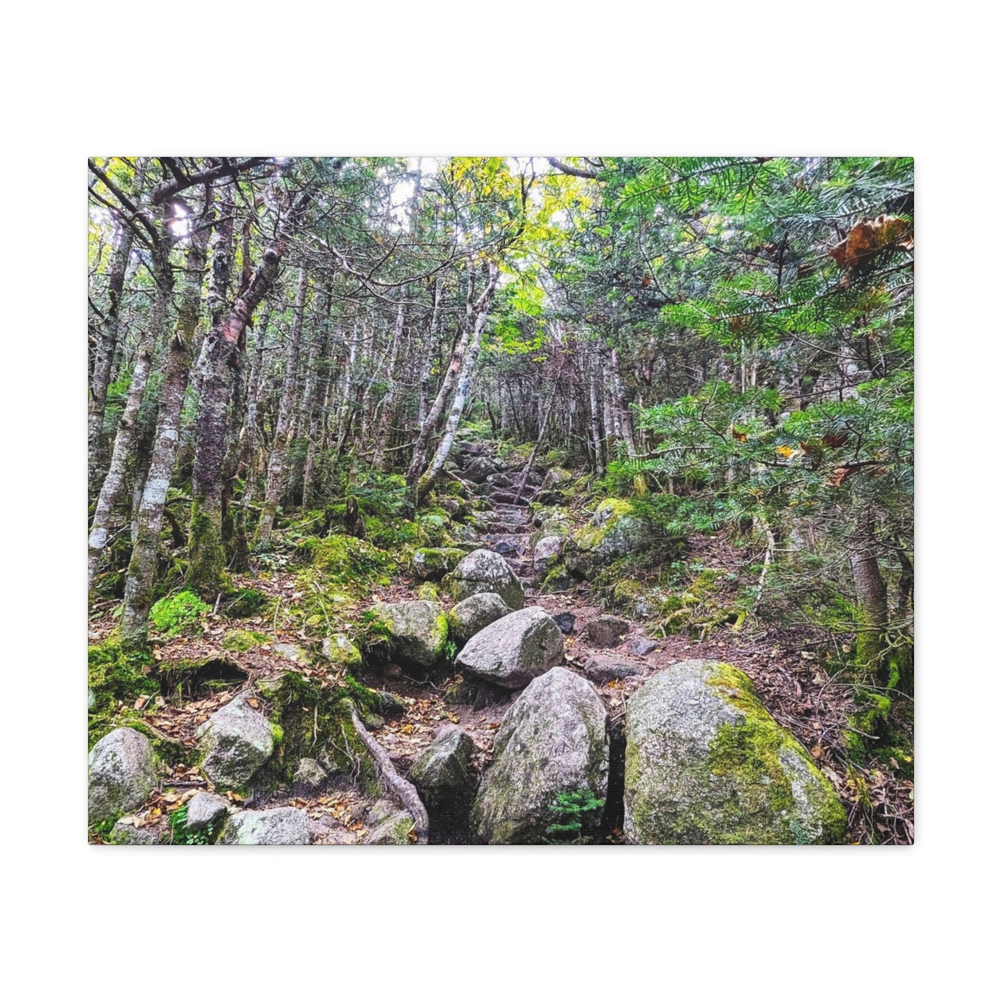Kinsman Ridge Trail Canvas Art Print