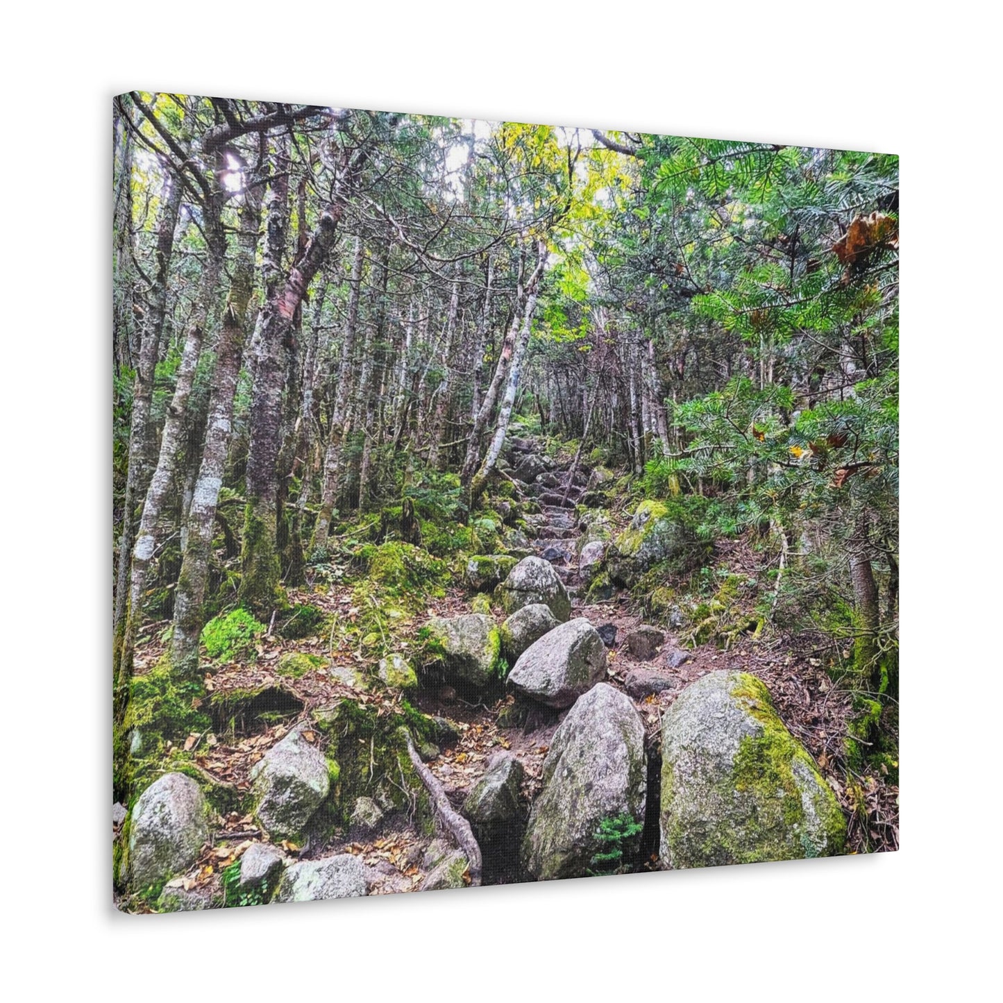 Kinsman Ridge Trail Canvas Art Print