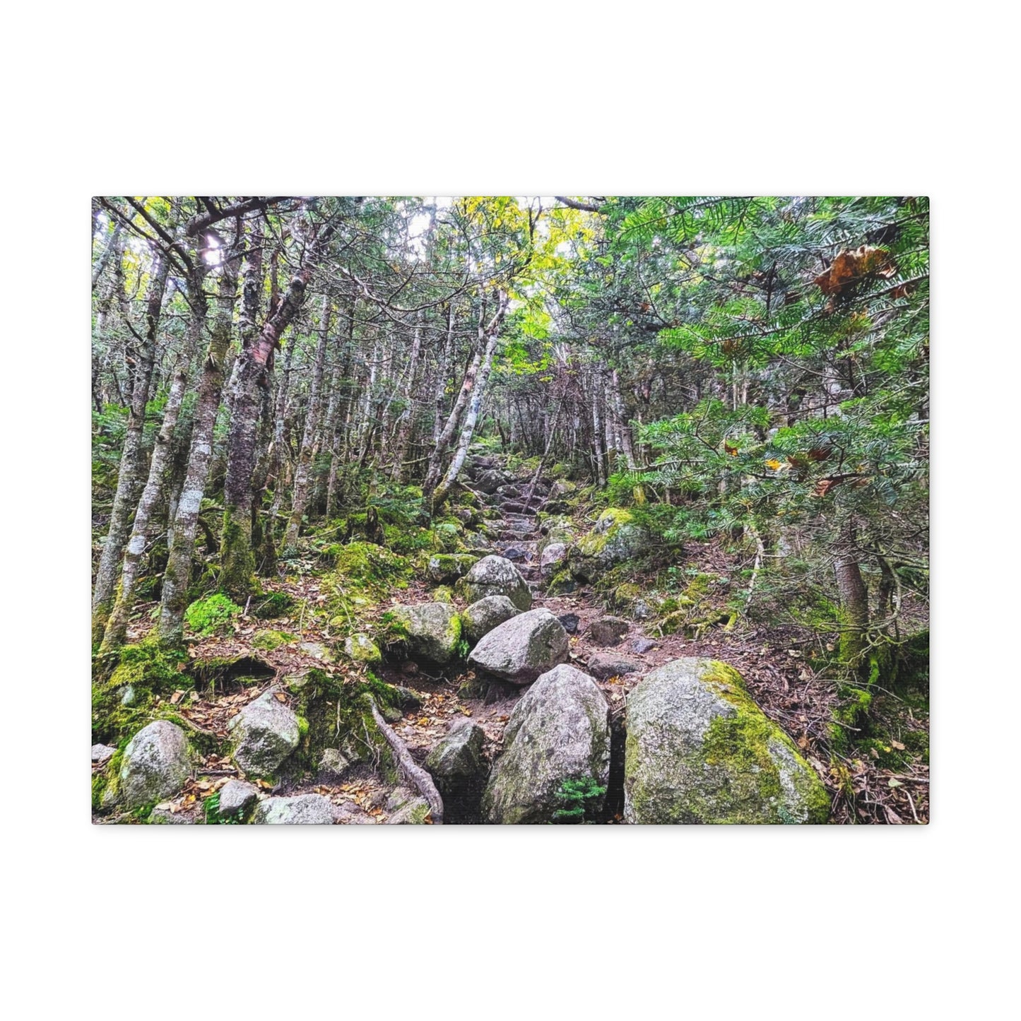 Kinsman Ridge Trail Canvas Art Print