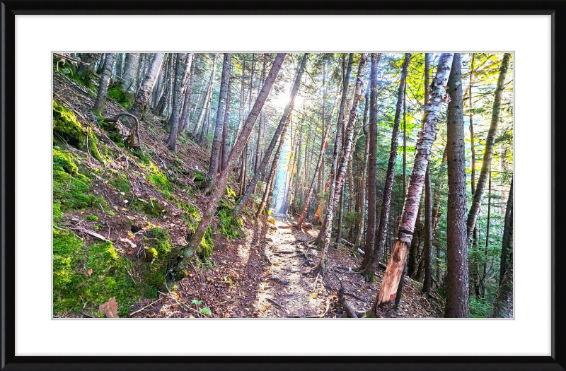 Franconia Forest Framed Artwork