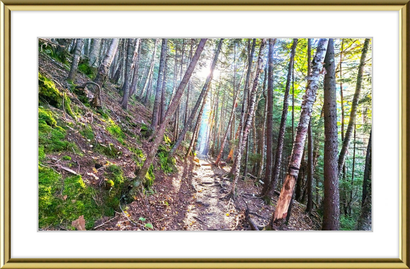 Franconia Forest Framed Artwork