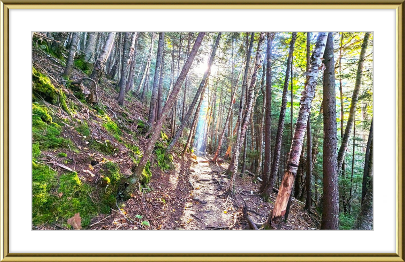 Franconia Forest Framed Artwork