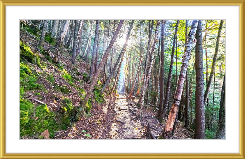 Franconia Forest Framed Artwork