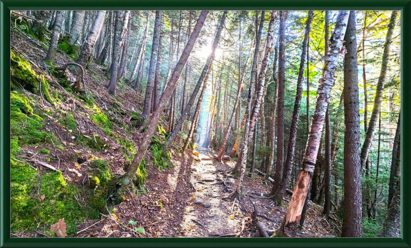 Franconia Forest Framed Artwork