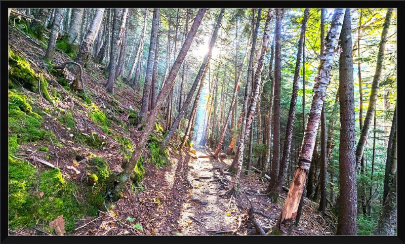 Franconia Forest Framed Artwork