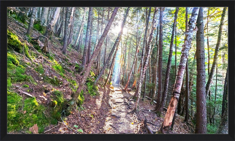 Franconia Forest Framed Artwork