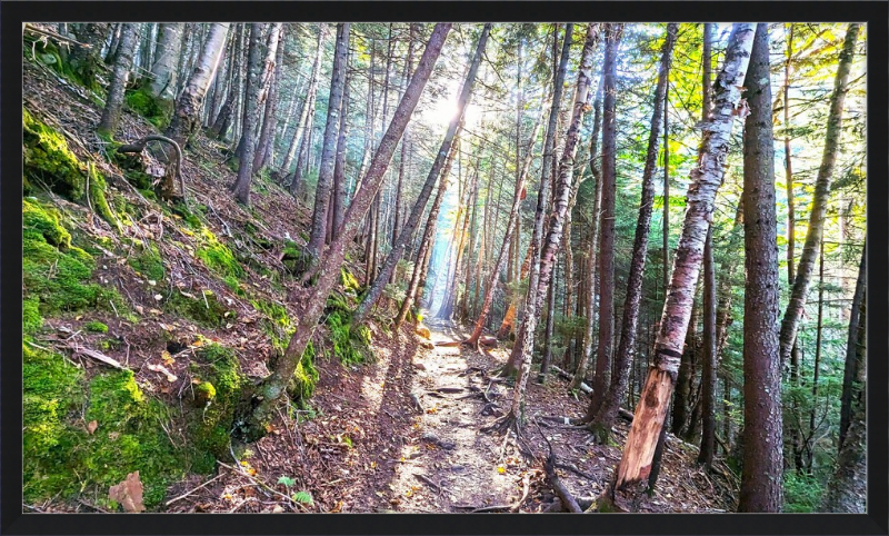 Franconia Forest Framed Artwork