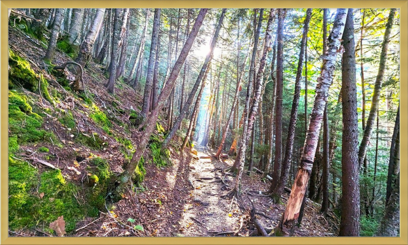 Franconia Forest Framed Artwork