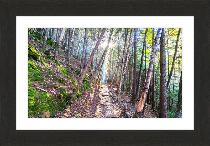 Franconia Forest Framed Artwork