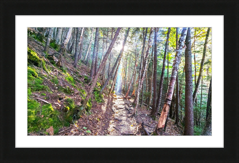 Franconia Forest Framed Artwork