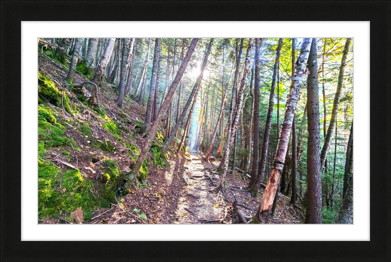 Franconia Forest Framed Artwork