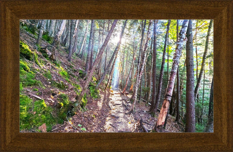 Franconia Forest Framed Artwork