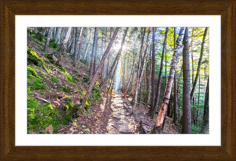 Franconia Forest Framed Artwork