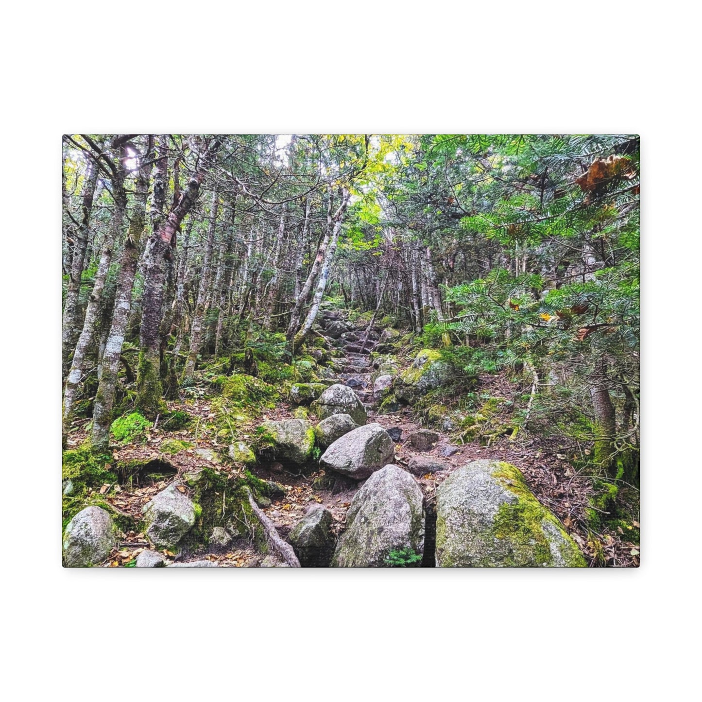 Kinsman Ridge Trail Canvas Art Print