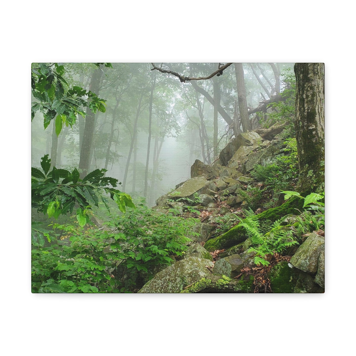 Connecticut Jungle Canvas Art Print