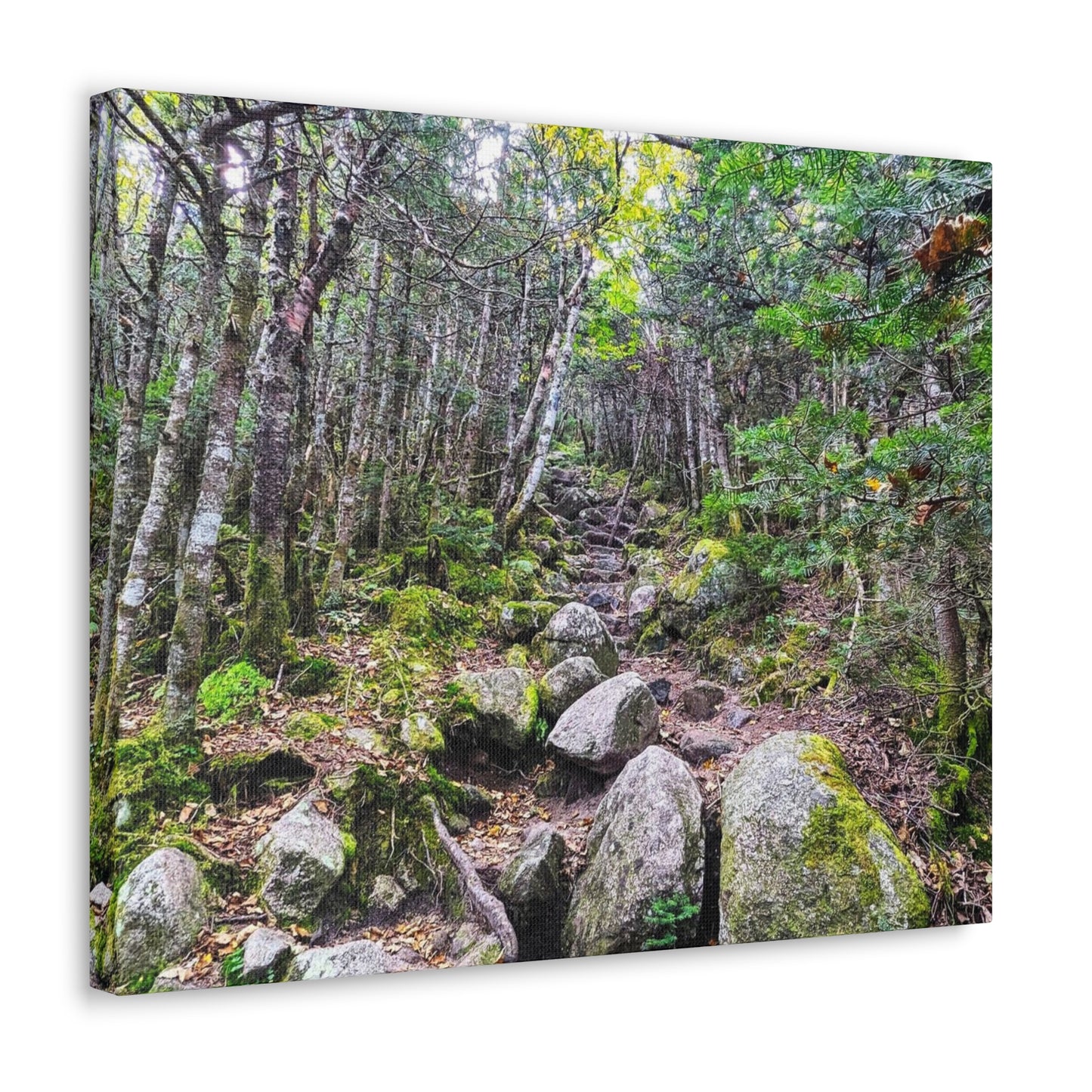 Kinsman Ridge Trail Canvas Art Print