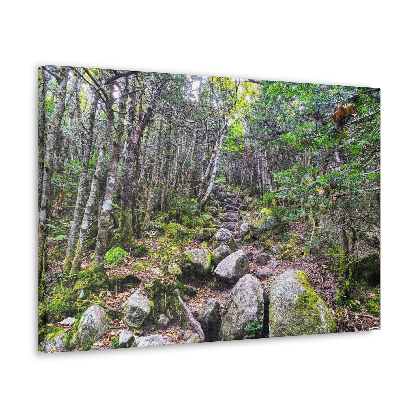 Kinsman Ridge Trail Canvas Art Print