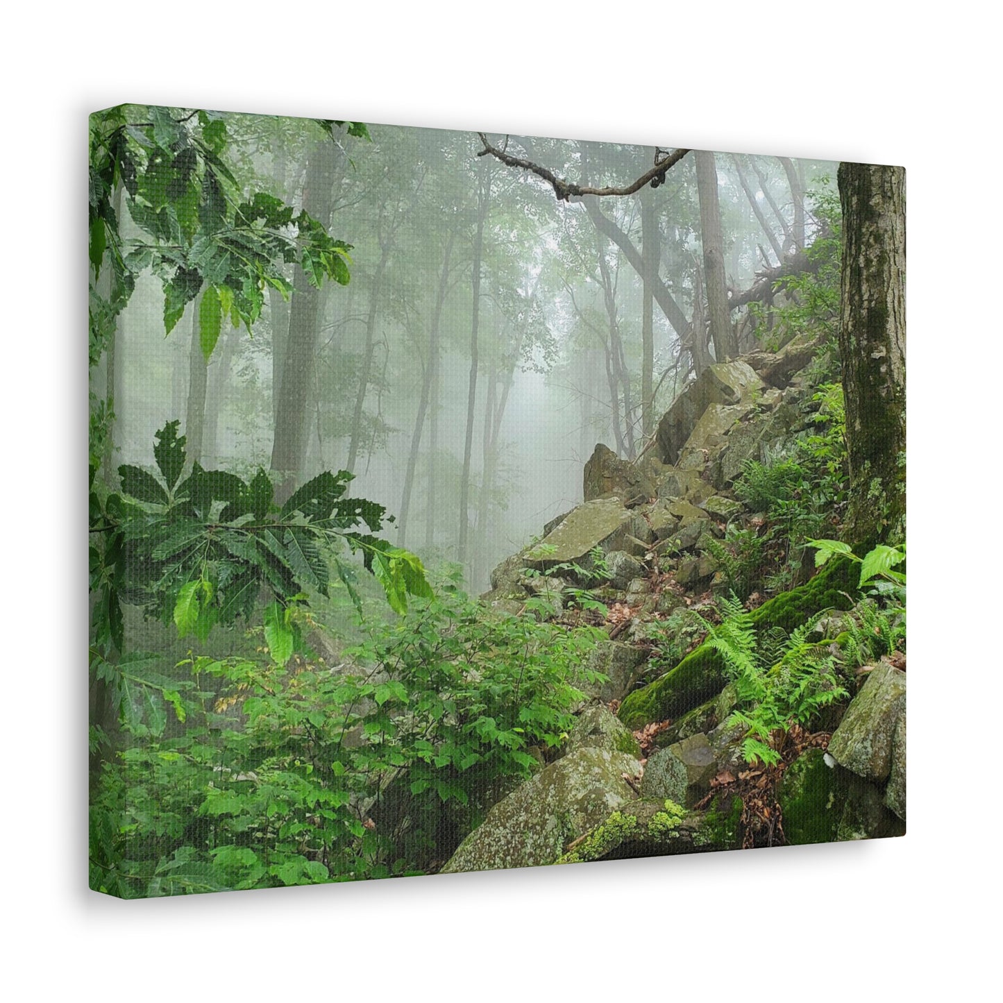 Canvas Artwork Print, Nature Photography