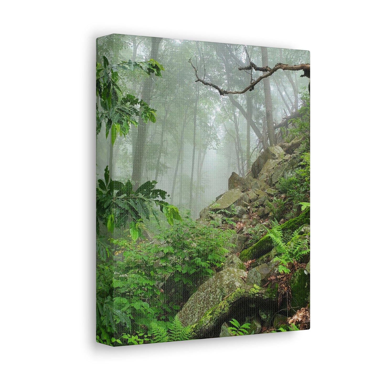 Canvas Artwork Print, Nature Photography