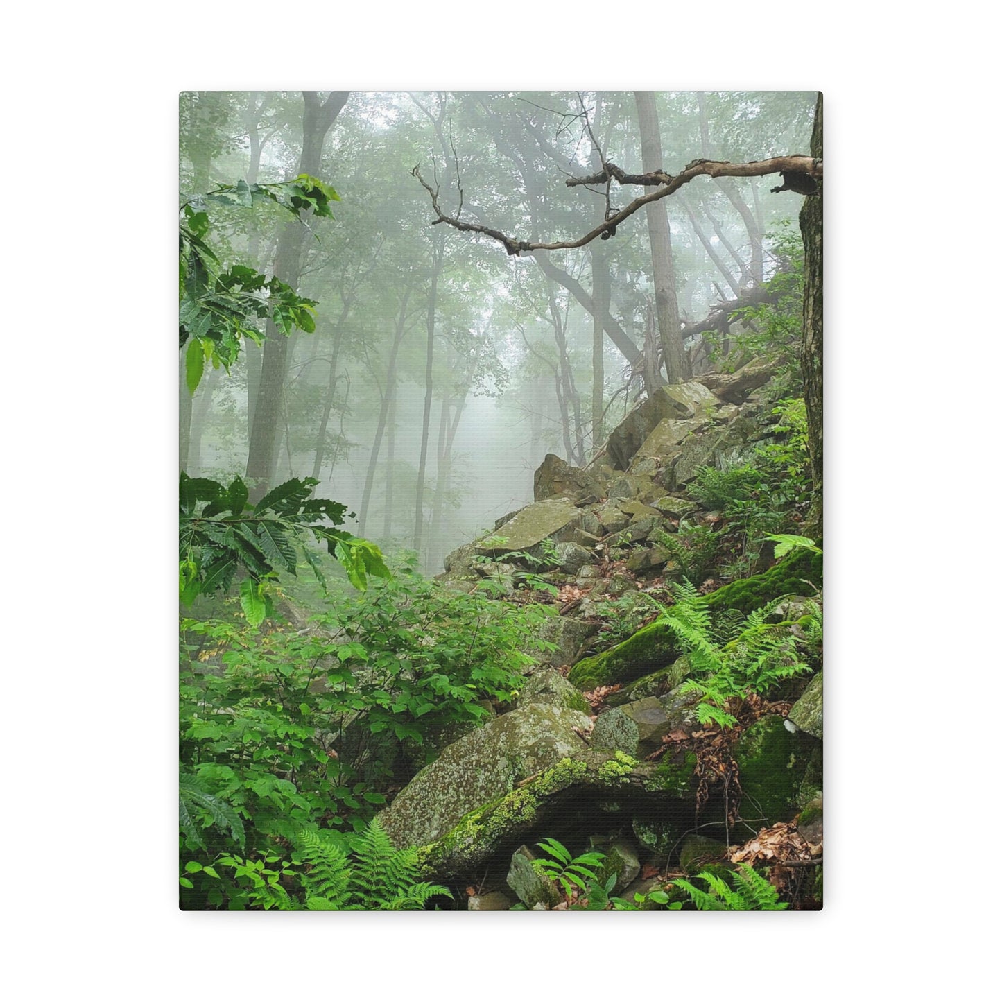 Connecticut Jungle Canvas Art Print