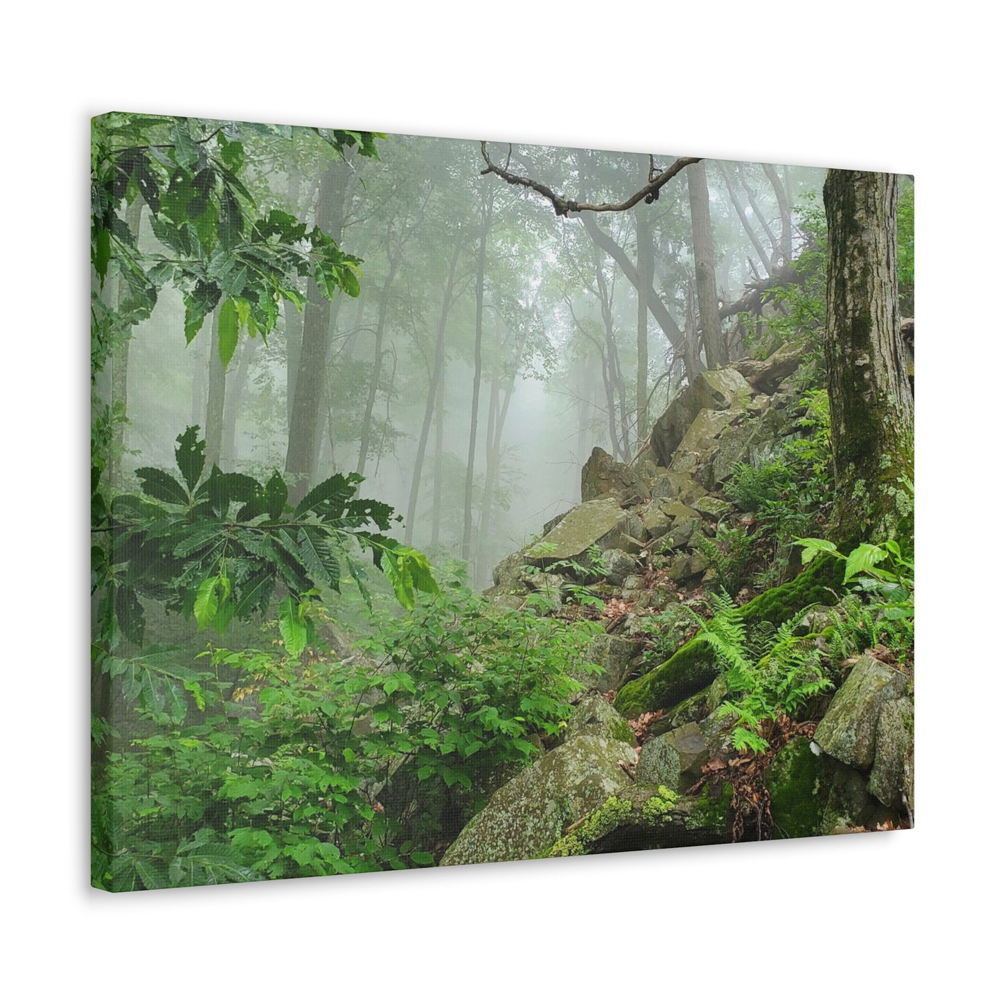 Connecticut Jungle Canvas Art Print