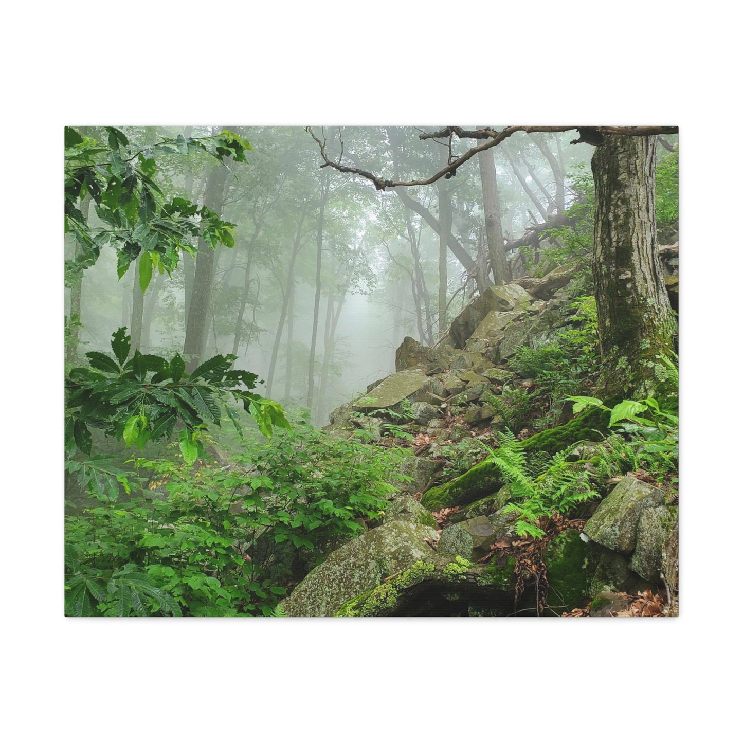 Connecticut Jungle Canvas Art Print