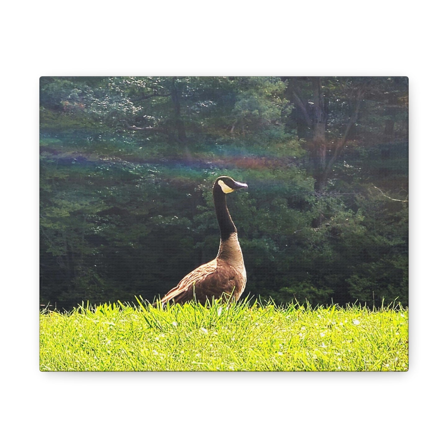 Canadian Goose Canvas Art Print