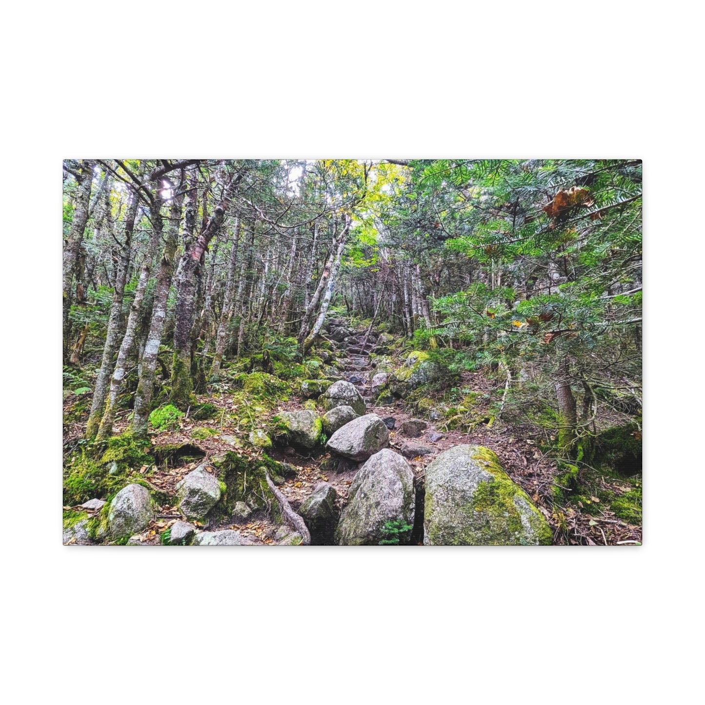 Kinsman Ridge Trail Canvas Art Print