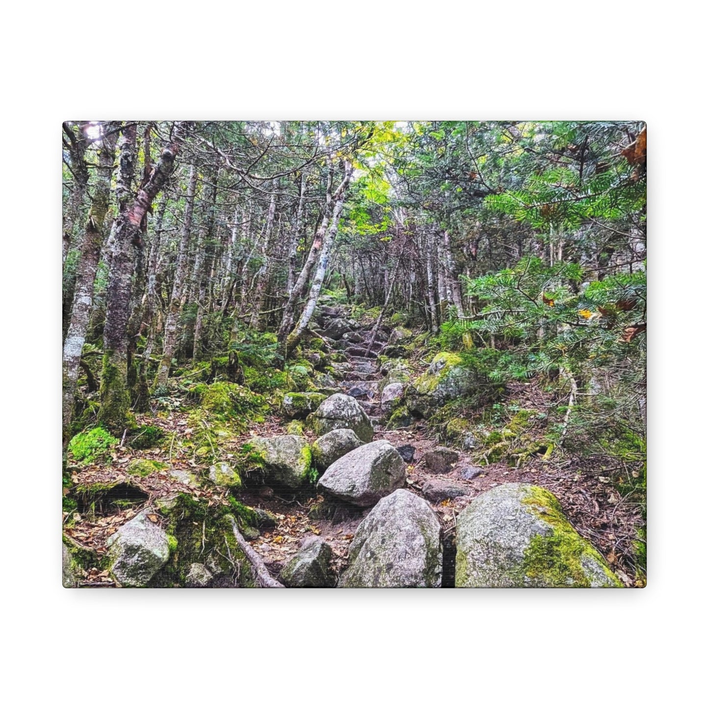 Kinsman Ridge Trail Canvas Art Print
