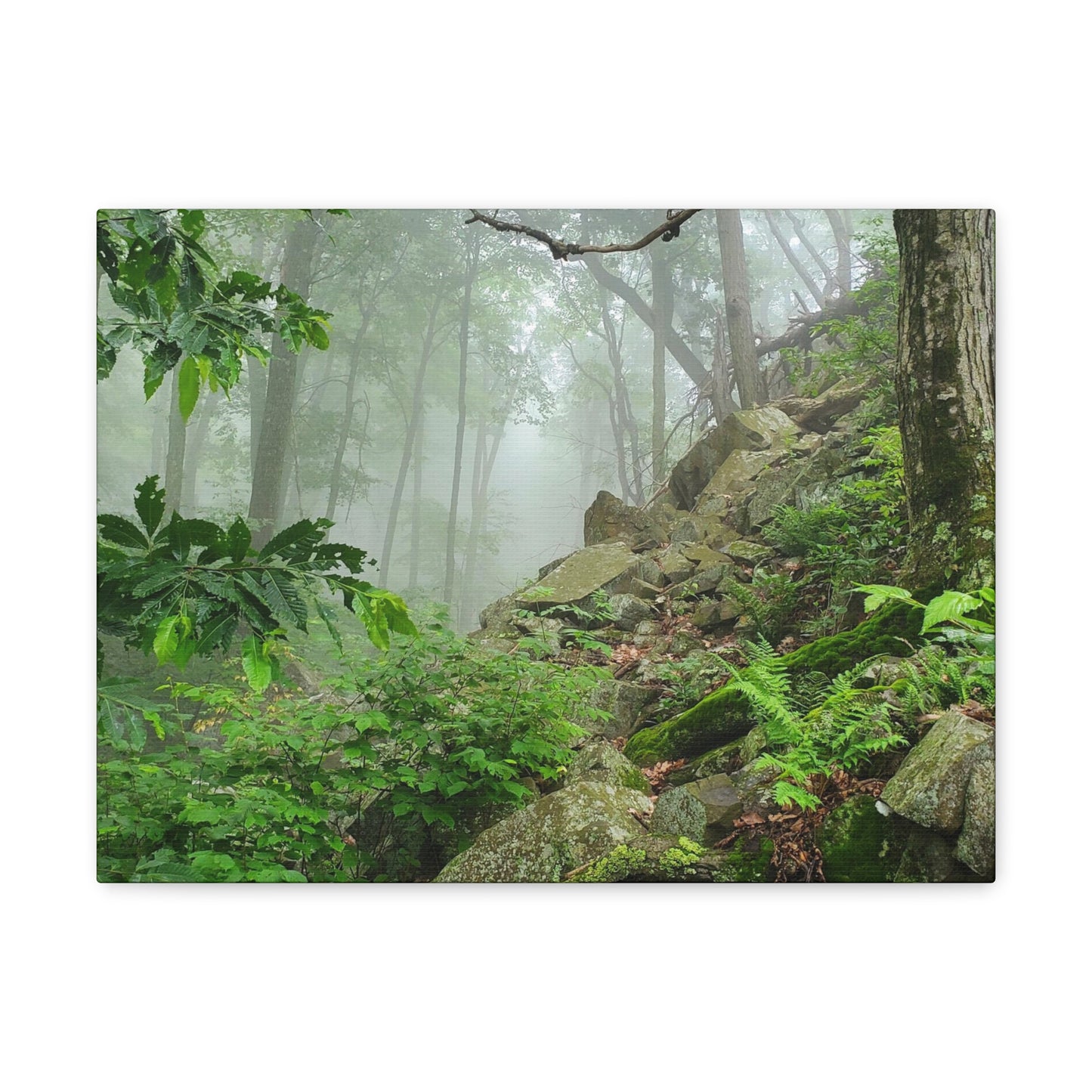 Connecticut Jungle Canvas Art Print